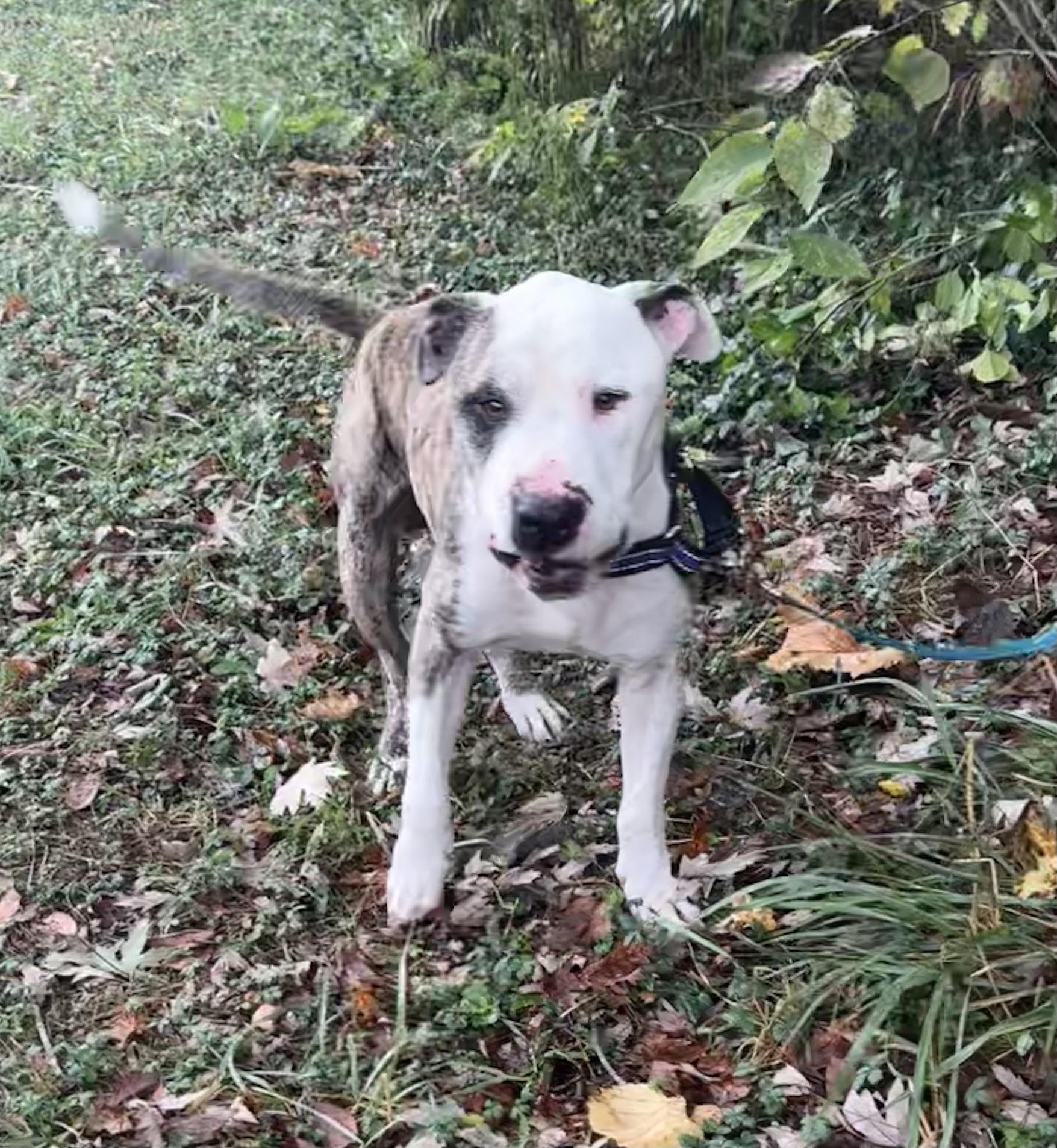 Enlarge Candy Cane, a Adoptable mixed breed in Maysville, KY image 3/6