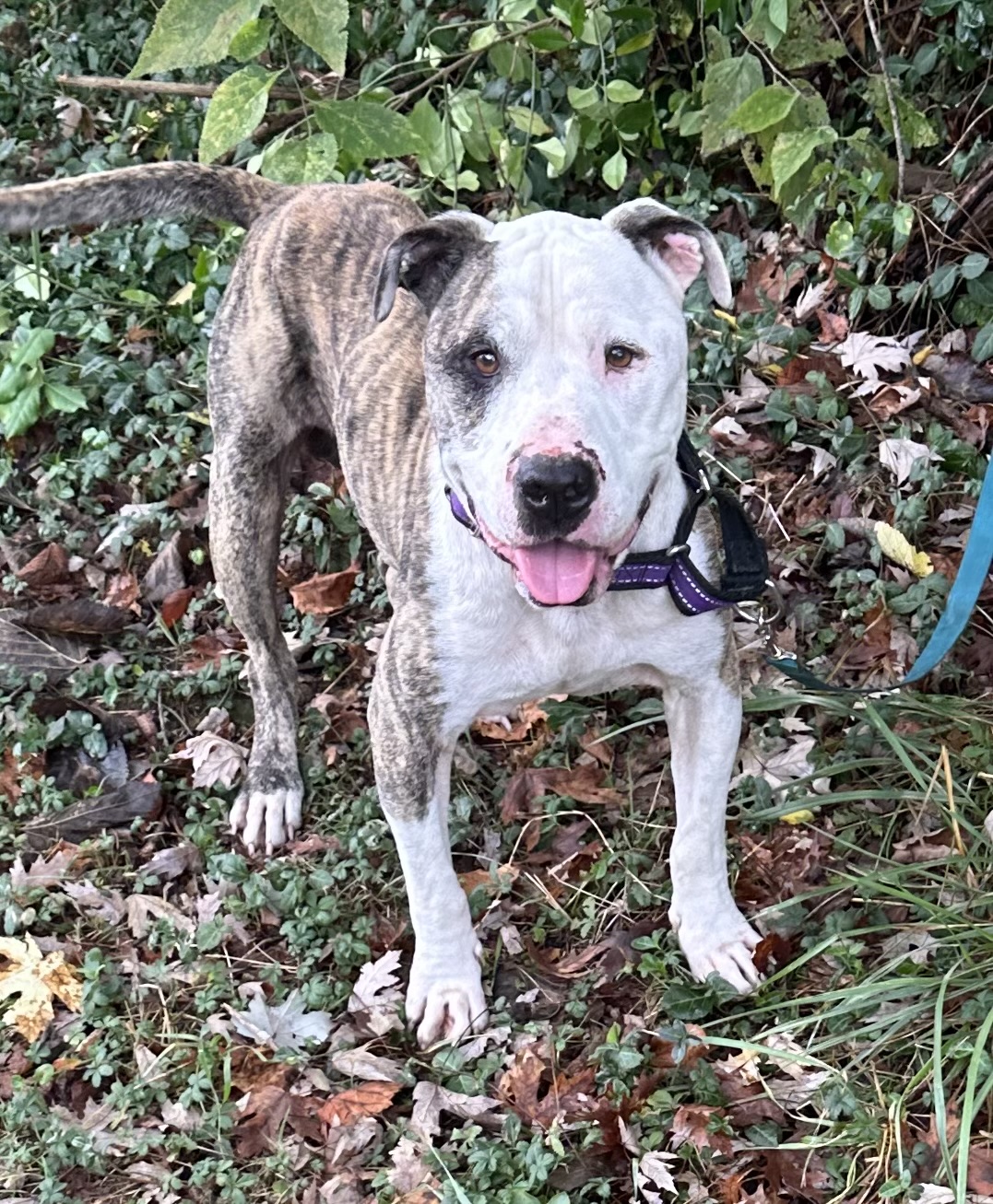 Enlarge Candy Cane, a Adoptable mixed breed in Maysville, KY image 4/6