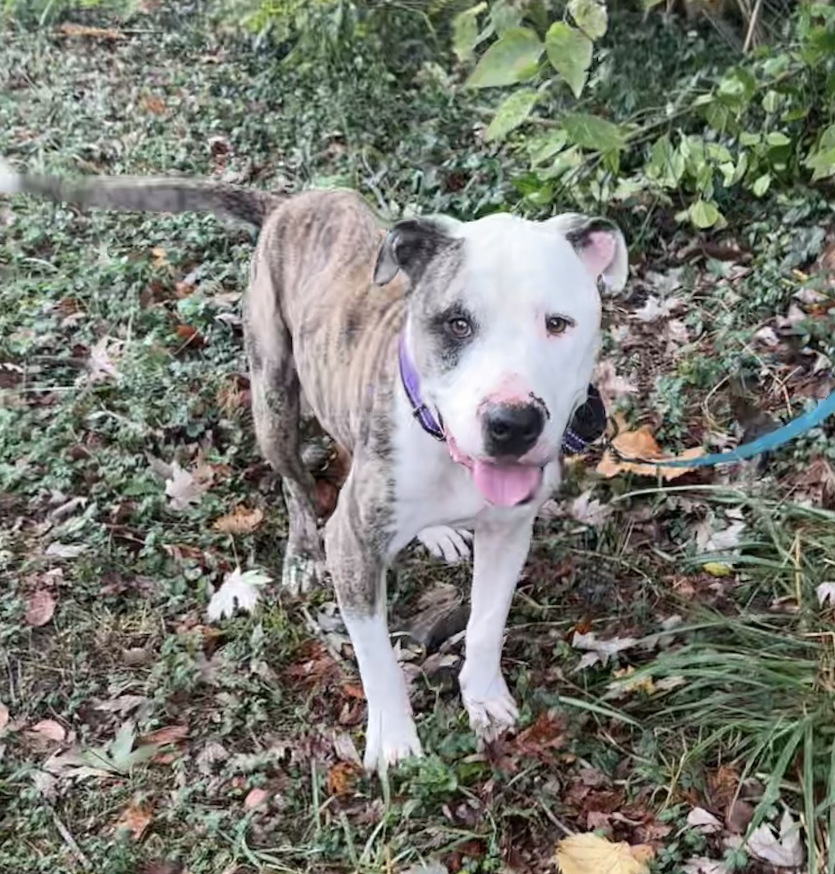 Enlarge Candy Cane, a Adoptable mixed breed in Maysville, KY image 5/6
