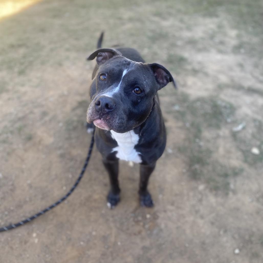 Gino 0360, a Adoptable Mixed Breed in Columbus, GA image 1/6