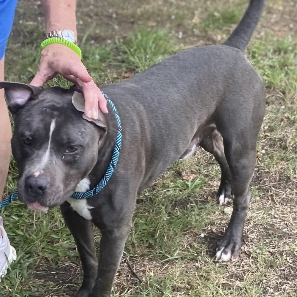 Gino 0360, a Adoptable Mixed Breed in Columbus, GA image 2/6
