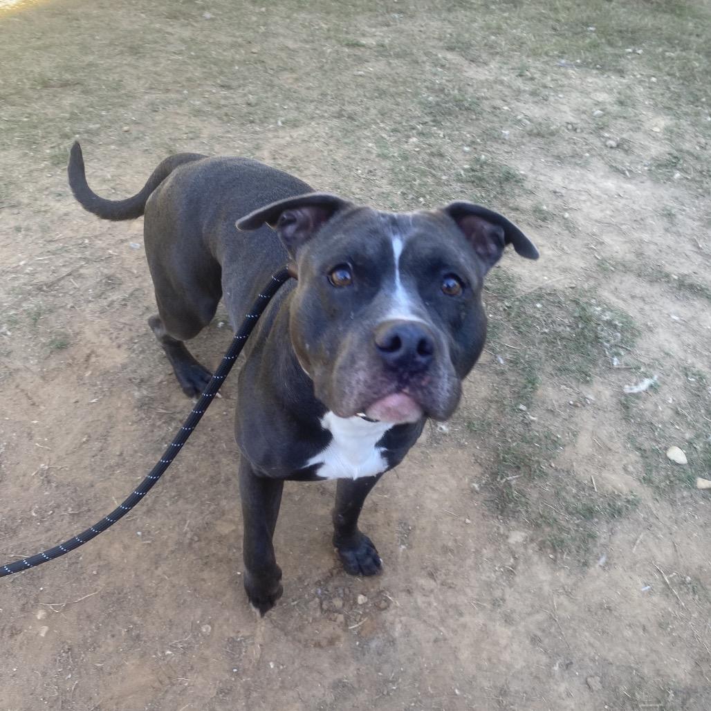 Gino 0360, a Adoptable Mixed Breed in Columbus, GA image 3/6