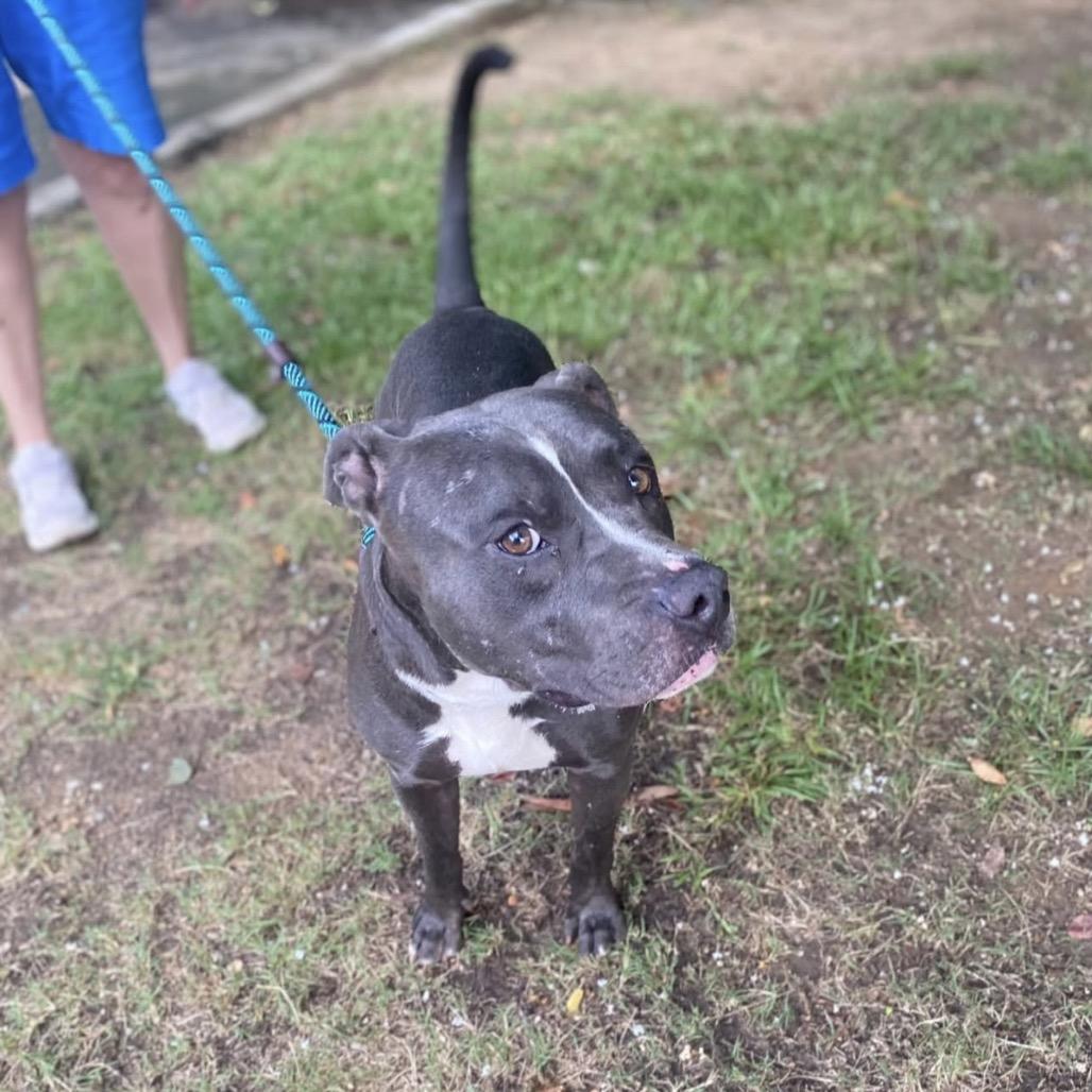 Gino 0360, a Adoptable Mixed Breed in Columbus, GA image 4/6