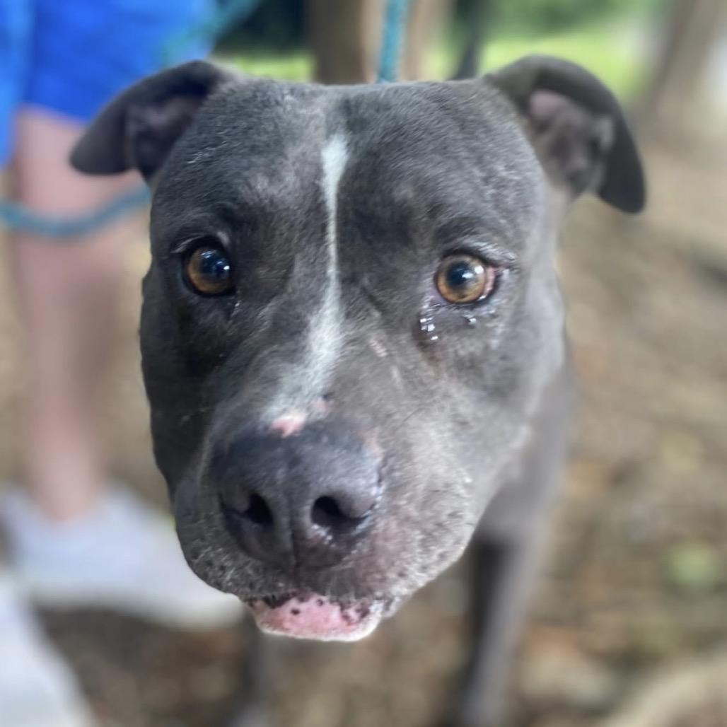 Gino 0360, a Adoptable Mixed Breed in Columbus, GA image 5/6