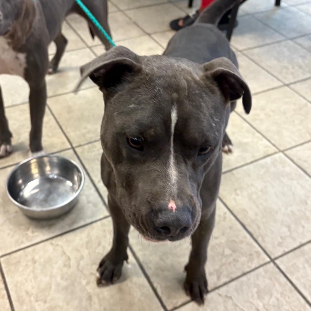 Gino 0360, a Adoptable Mixed Breed in Columbus, GA image 6/6