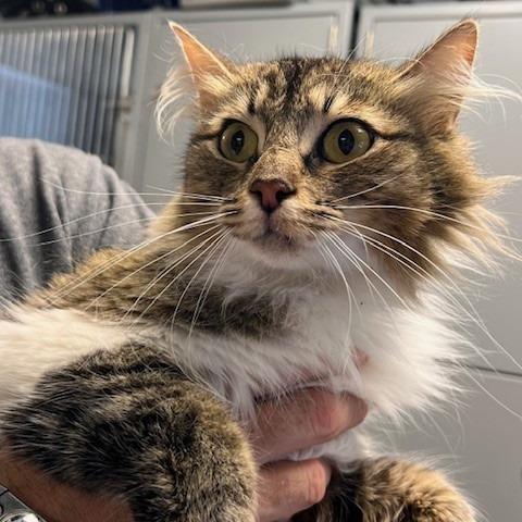 Enlarge MAUDE-30578, a Adoptable Domestic Long Hair in Bartlett, TN image 1/1