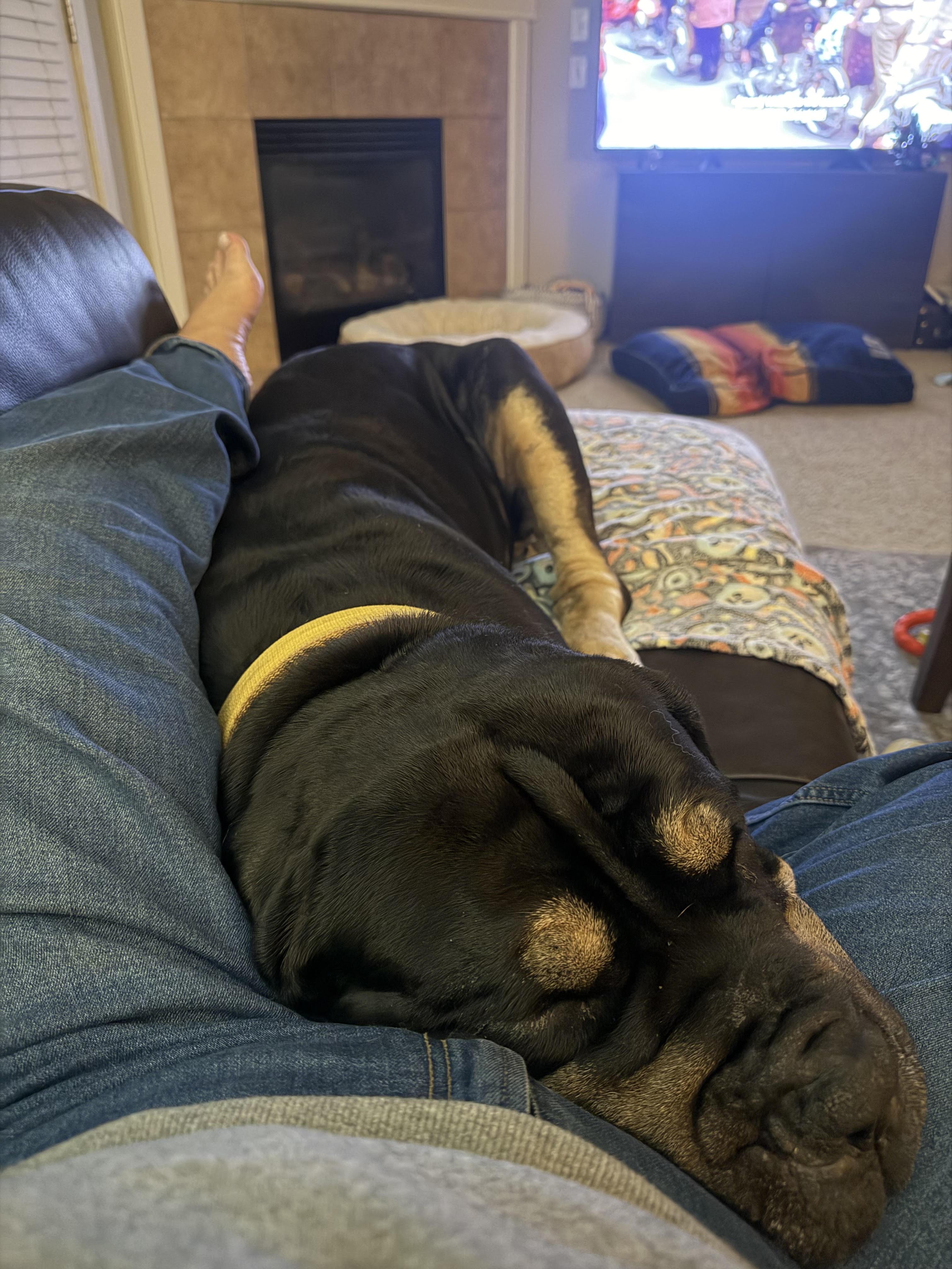 Enlarge Terrence, a Adoptable Mastiff in Portland , OR image 2/3