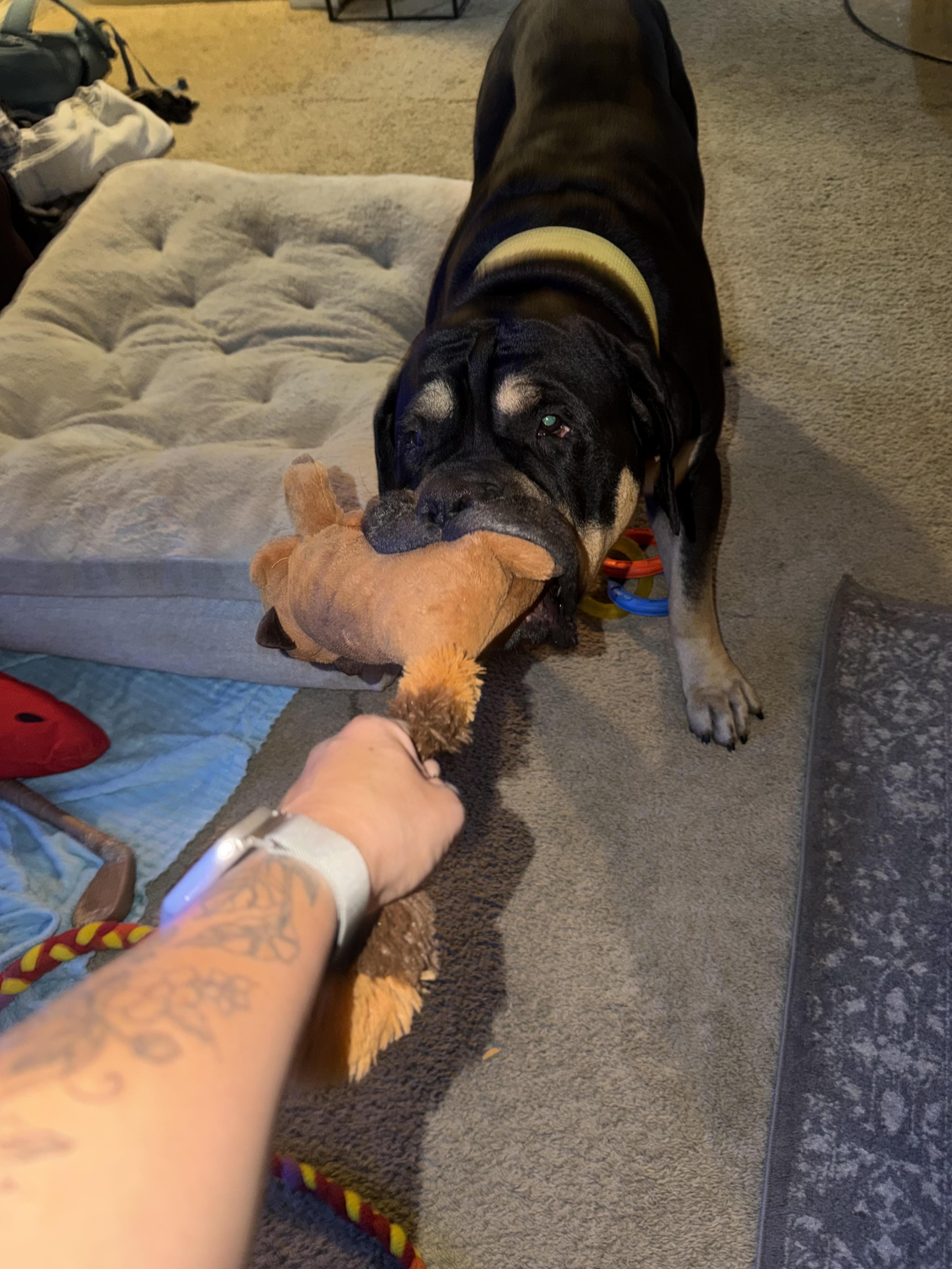 Enlarge Terrence, a Adoptable Mastiff in Portland , OR image 3/3