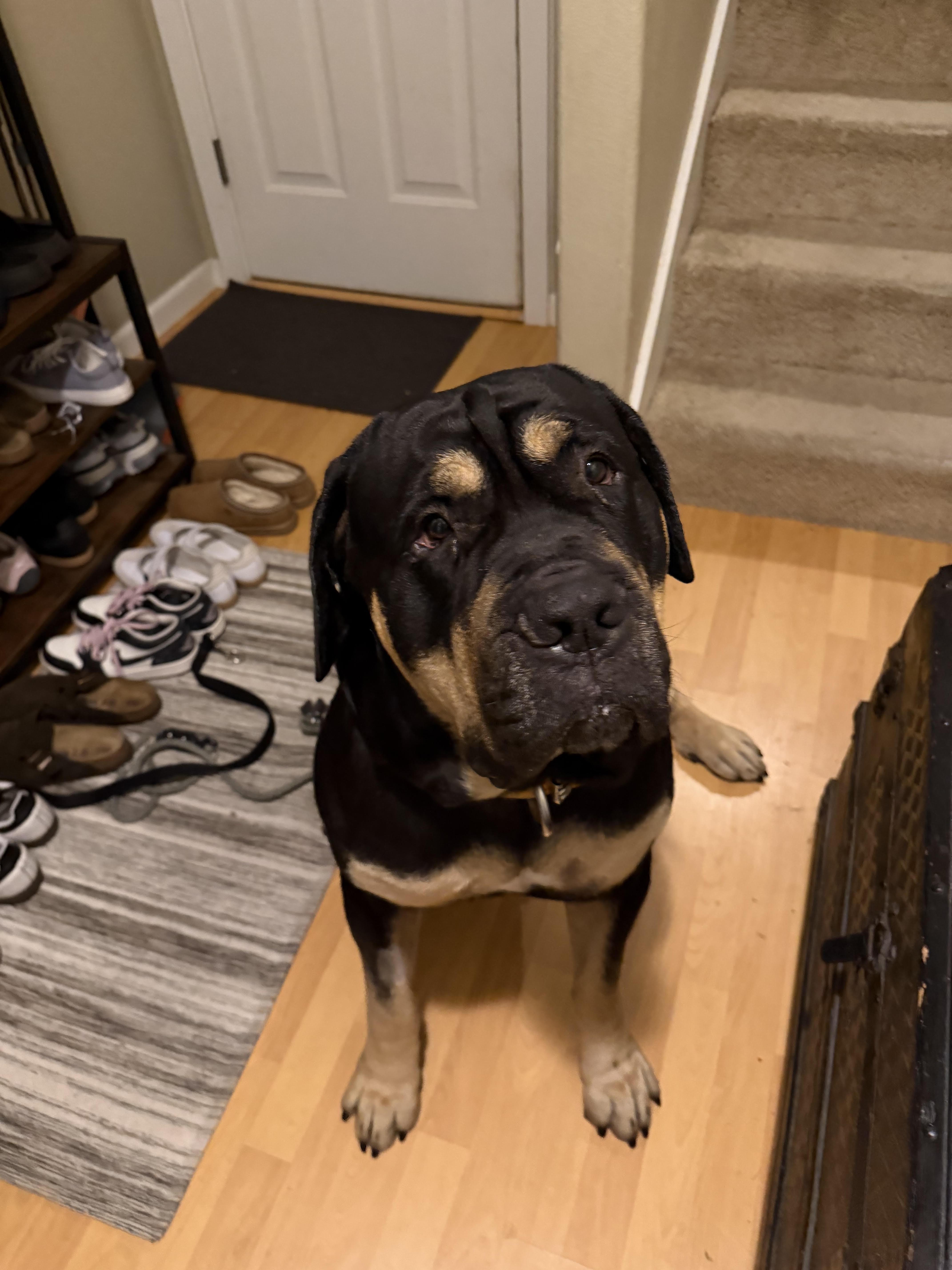 Terrence, Adoptable, Young Male Mastiff.