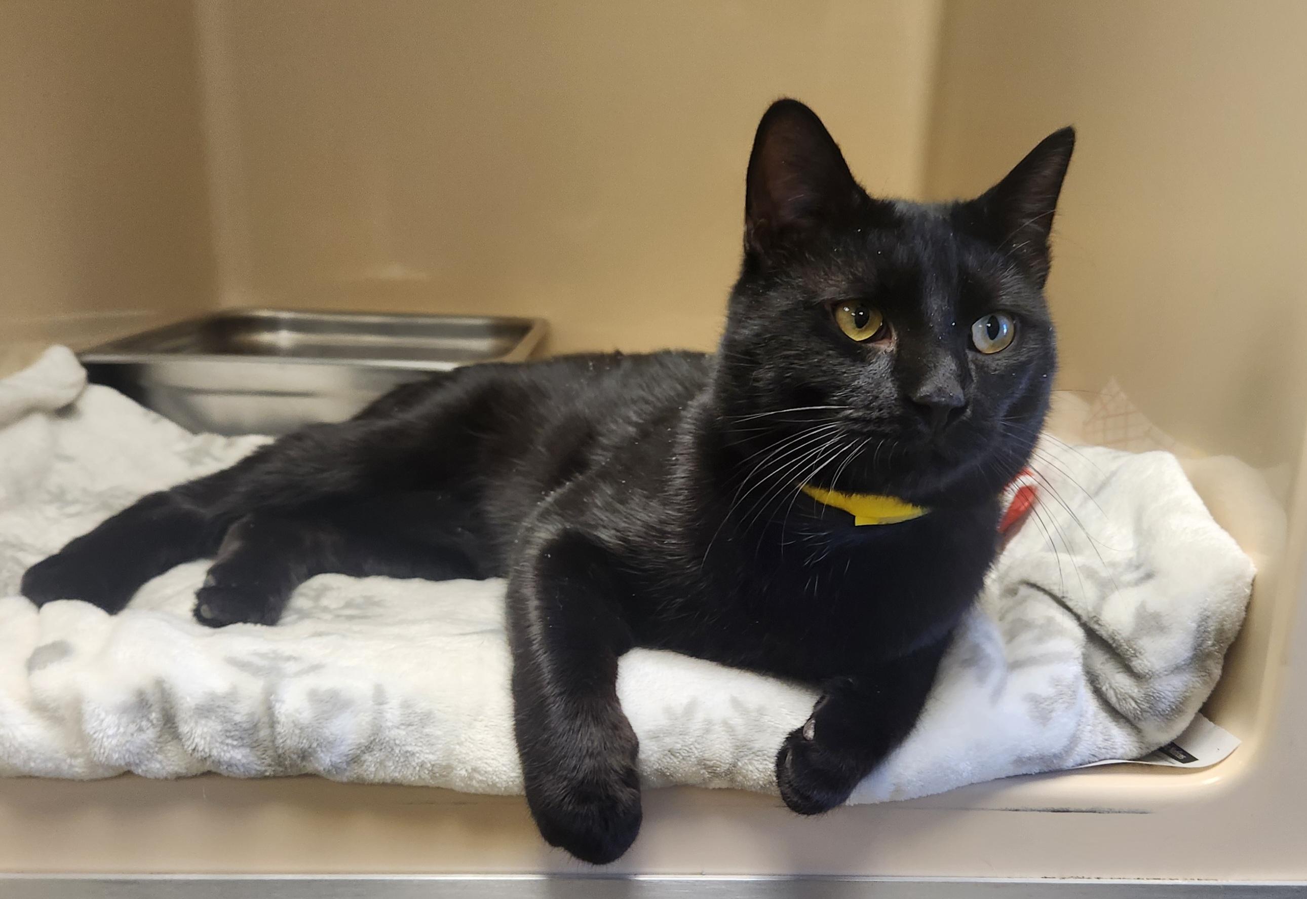 Osiris , adopted, Young Male Domestic Short Hair.