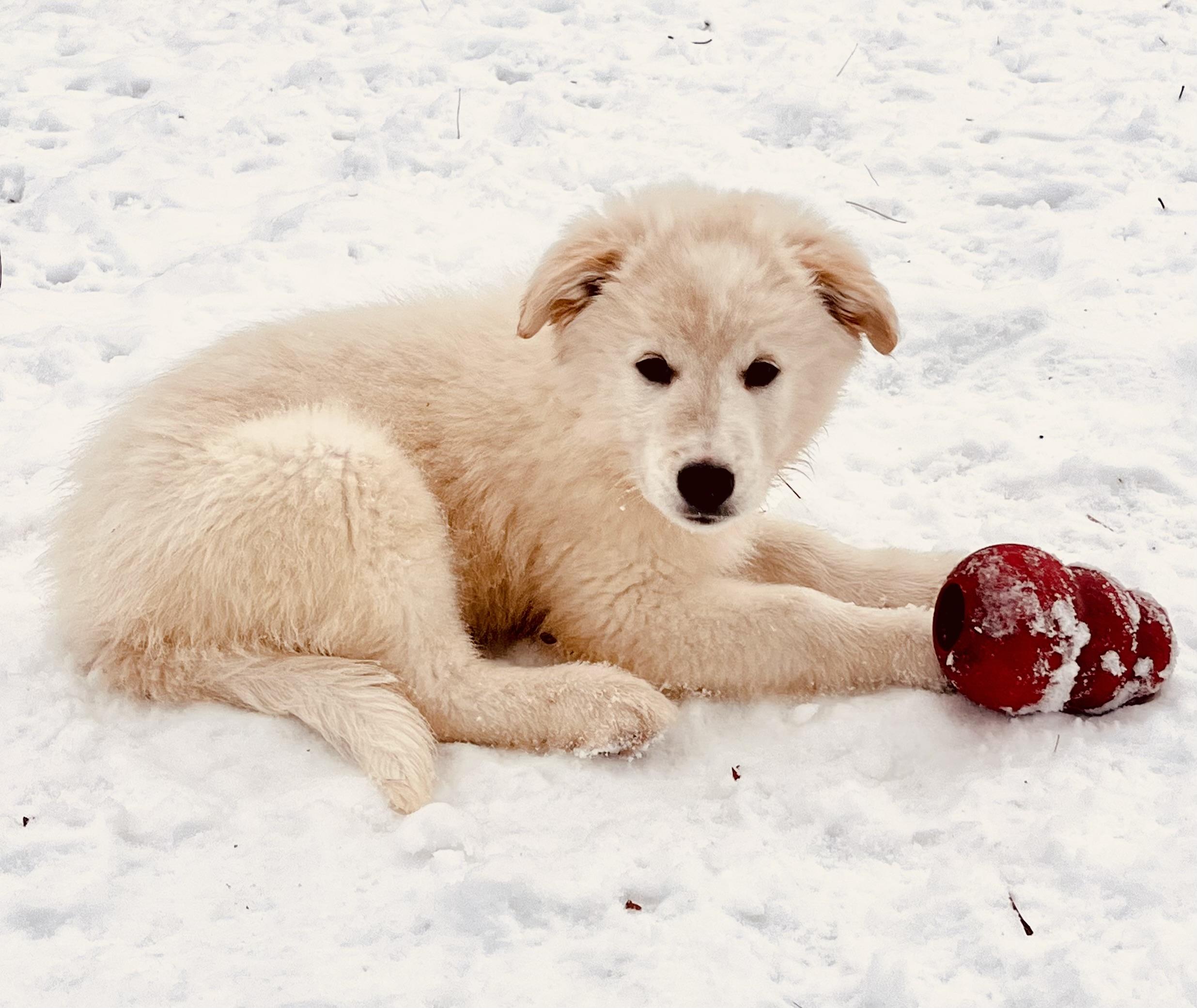 Gabriel , ADOPTABLE, Puppy Male Sheep Dog & Australian Shepherd.
