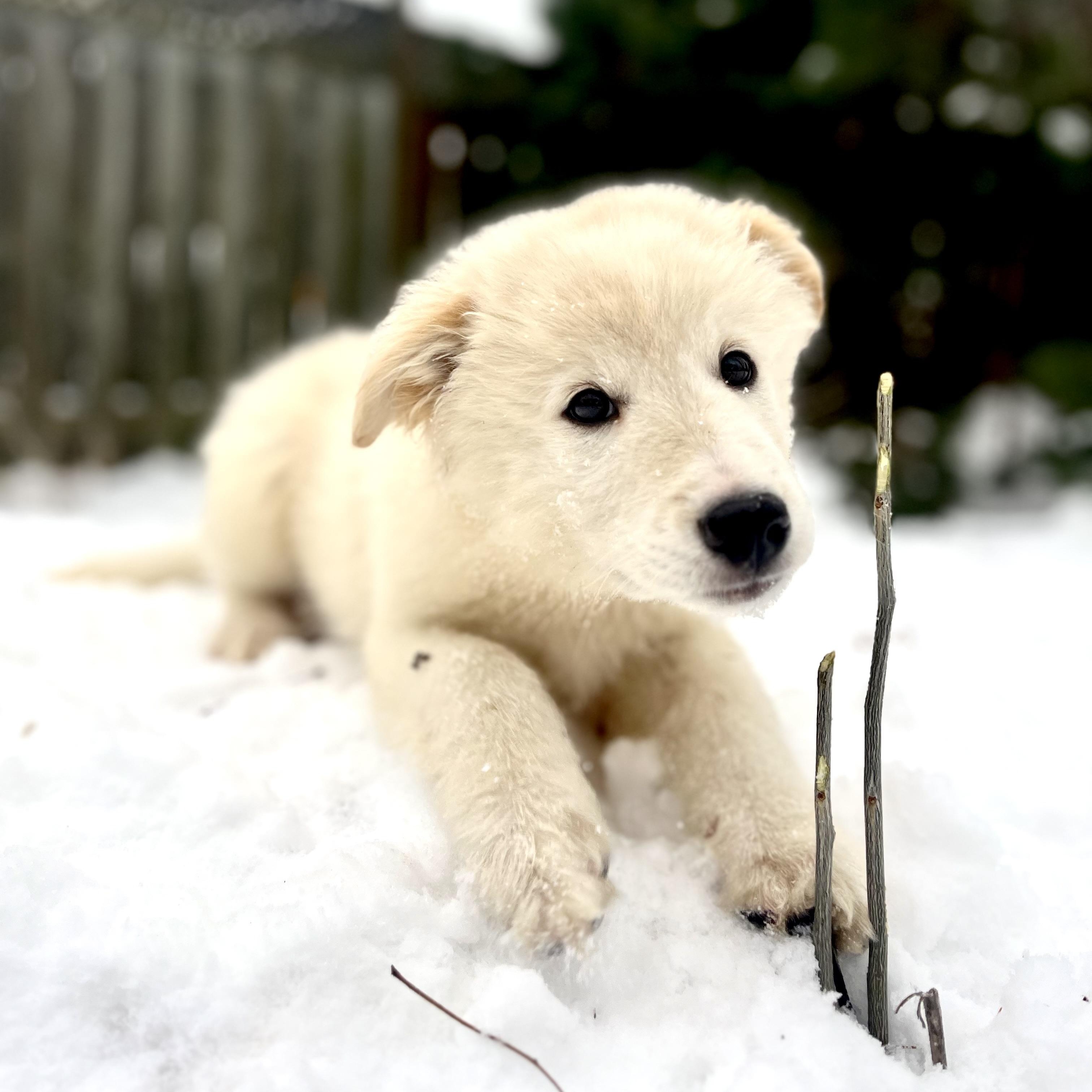 Gabriel , a ADOPTABLE mixed breed in Richmond Hill, ON image 2/2