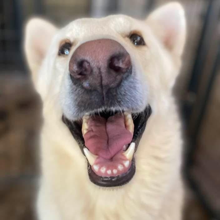Ludwig PC, adopted, Adult Male German Shepherd Dog & Great Pyrenees.
