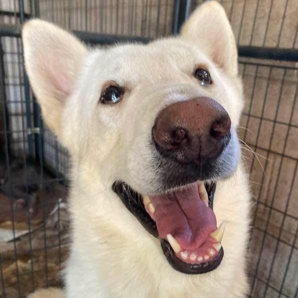 Enlarge Ludwig PC, an adopted mixed breed in Chippewa Falls, WI image 3/5