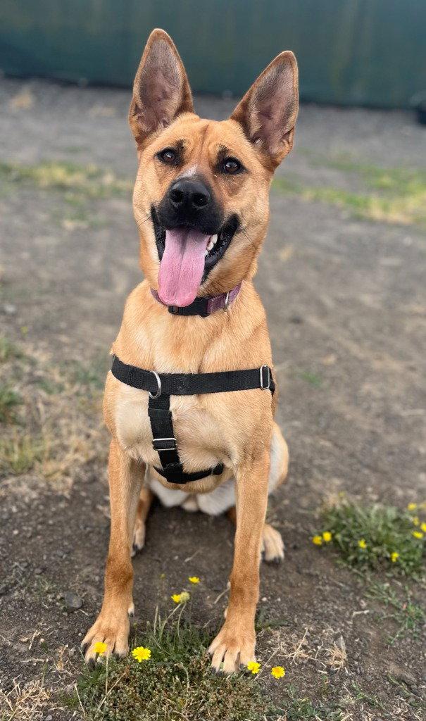 Enlarge Maggie, a Adoptable Belgian Shepherd / Malinois in St. Helens, OR image 1/2