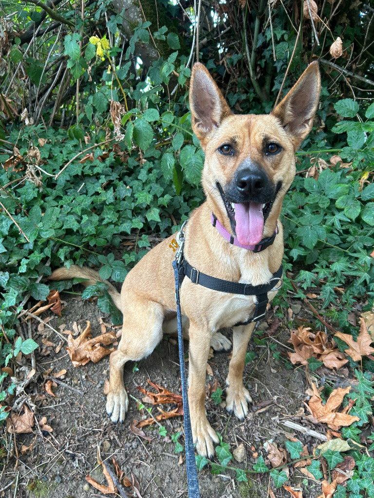 Enlarge Maggie, a Adoptable Belgian Shepherd / Malinois in St. Helens, OR image 2/3