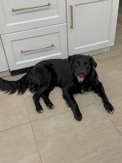 Enlarge Chance, a ADOPTABLE mixed breed in Manhasset, NY image 1/6