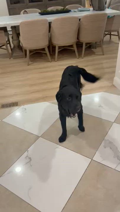 Enlarge Chance, a ADOPTABLE mixed breed in Manhasset, NY video 3/6