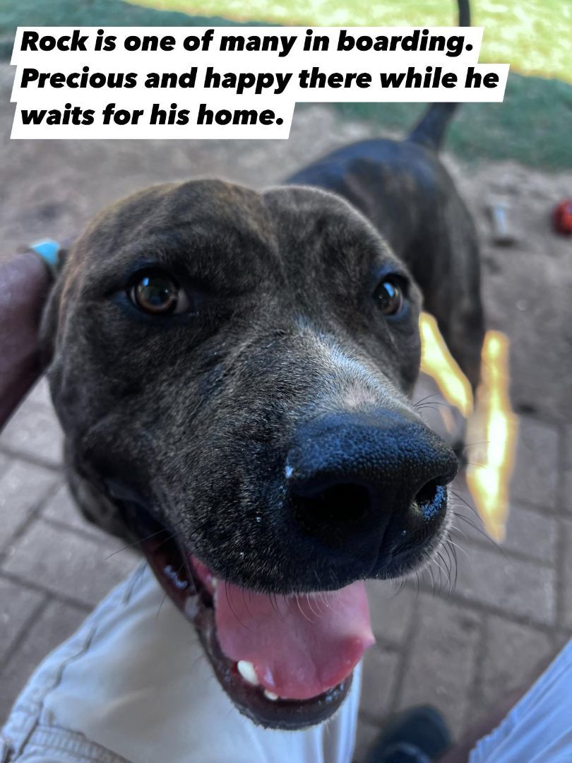 Enlarge Rock, a Adopted mixed breed in New Orleans, LA image 1/2