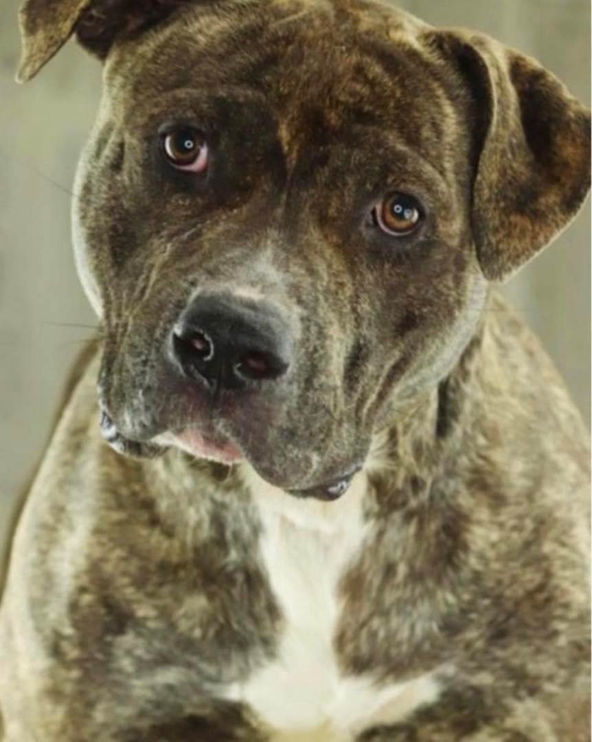 Enlarge Rock, a Adopted mixed breed in New Orleans, LA image 2/2