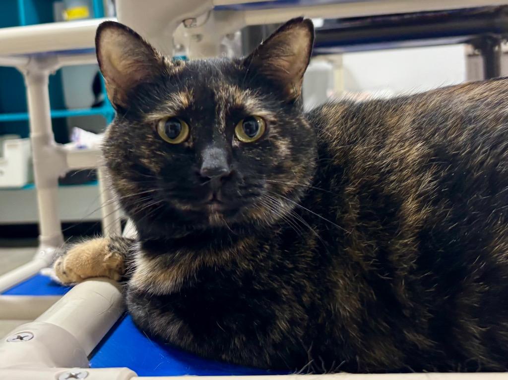 Atia, Adoptable, Adult Female Dilute Tortoiseshell.
