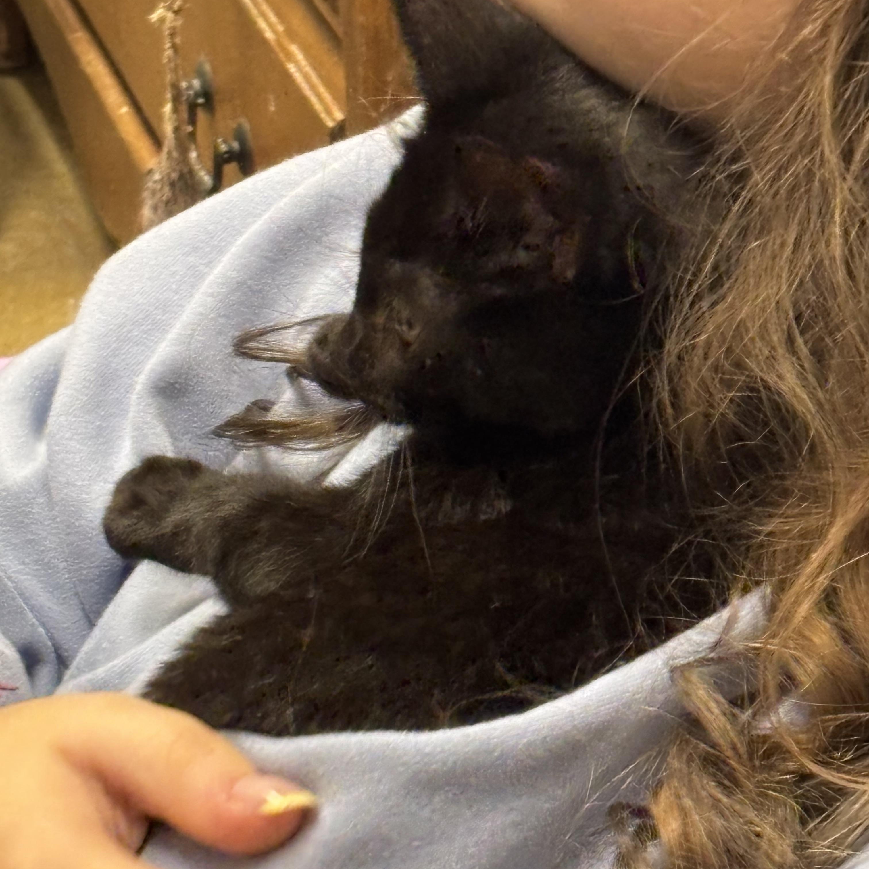 Enlarge Halie, a Adopted Domestic Short Hair in Norwalk, CT image 3/4