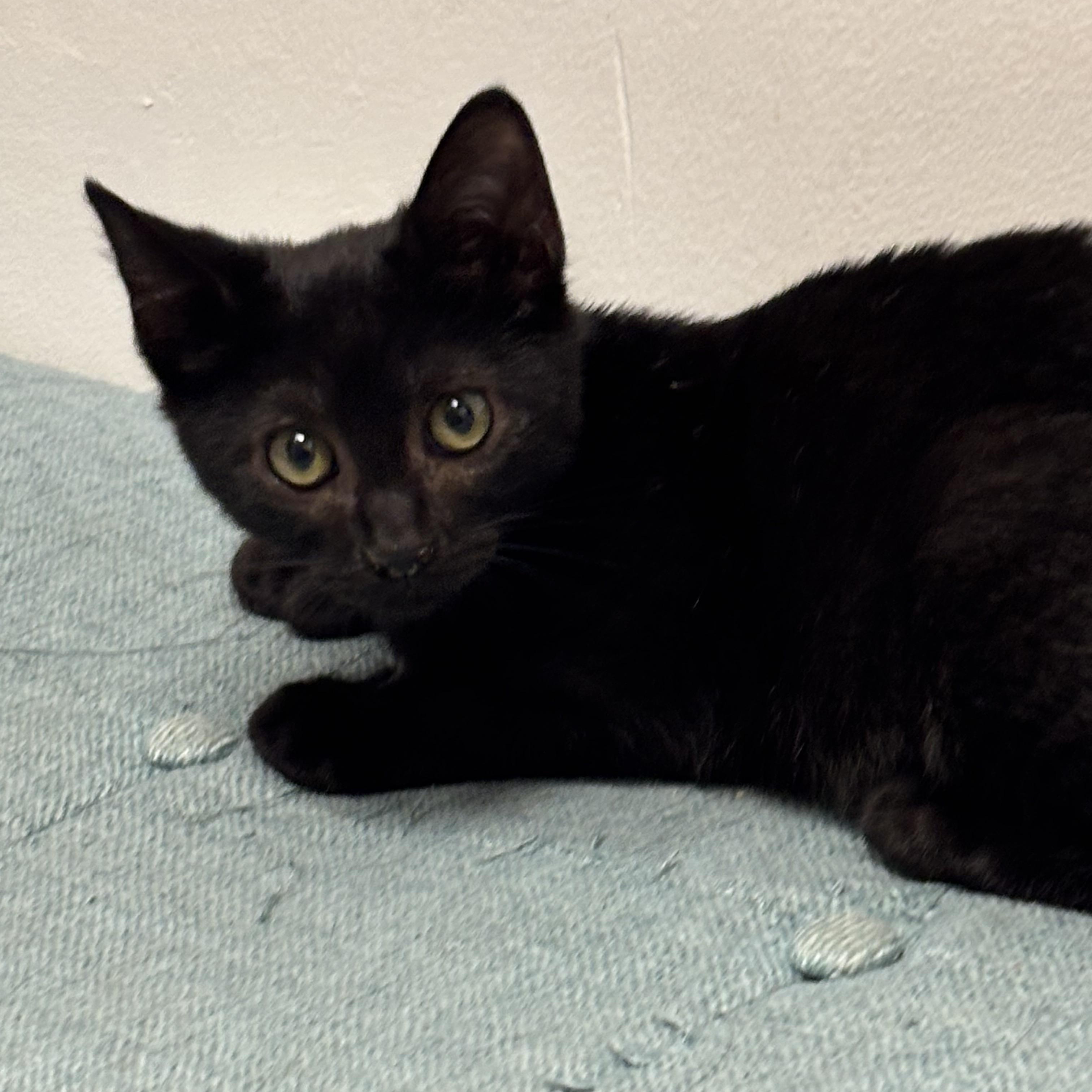 Enlarge Halie, a Adopted Domestic Short Hair in Norwalk, CT image 2/4