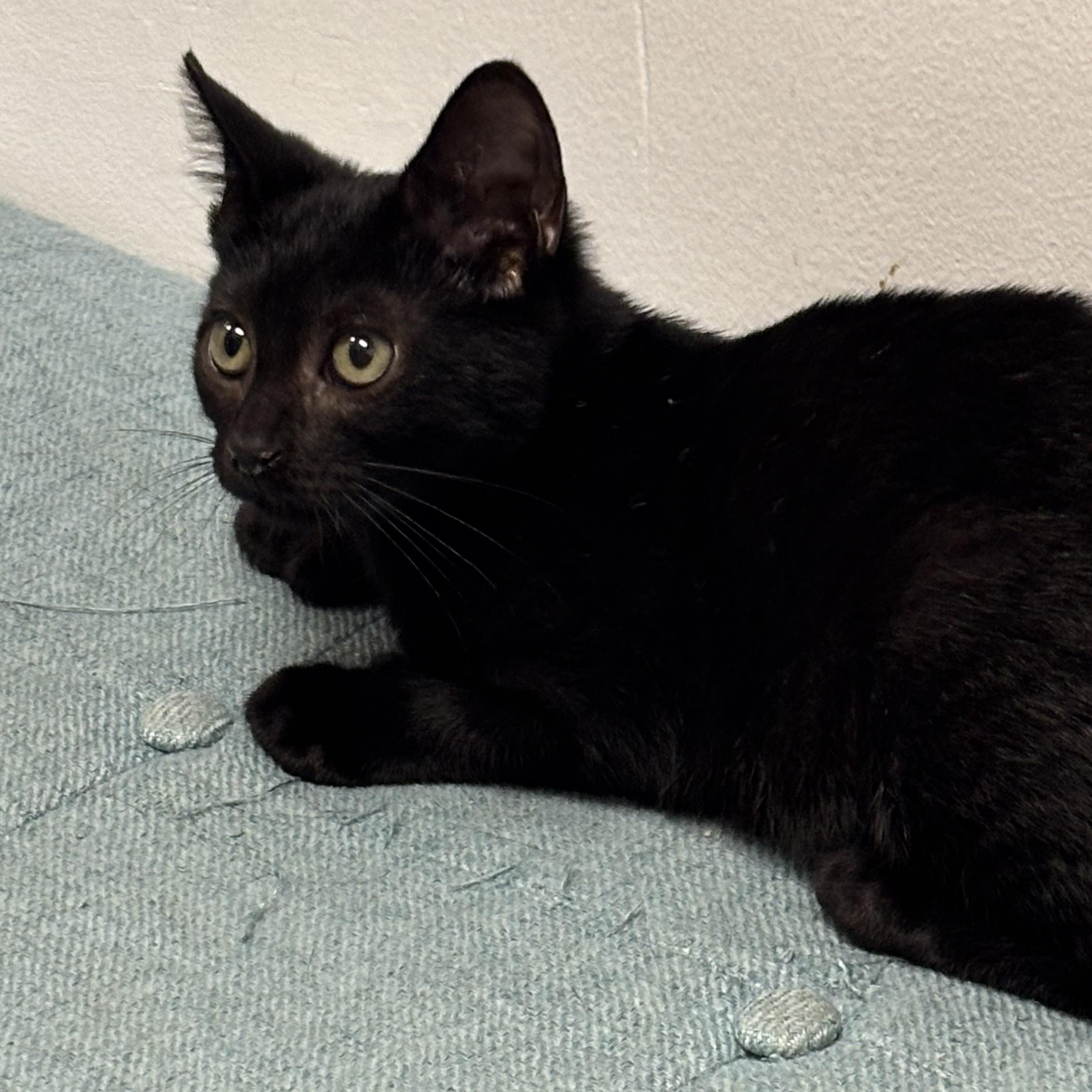 Enlarge Halie, a Adopted Domestic Short Hair in Norwalk, CT image 4/4