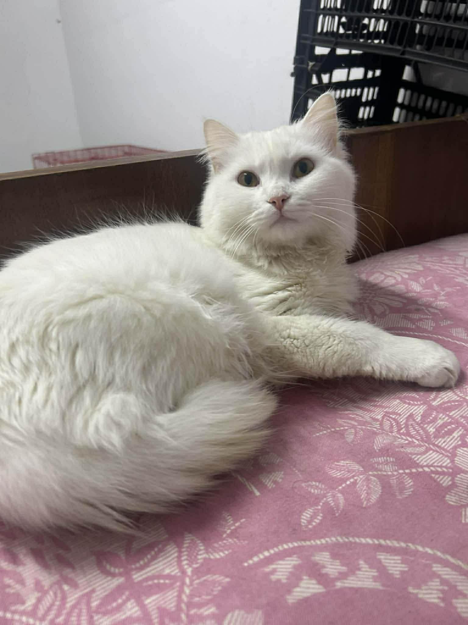 Zoey, Adoptable, Young Female Turkish Angora.