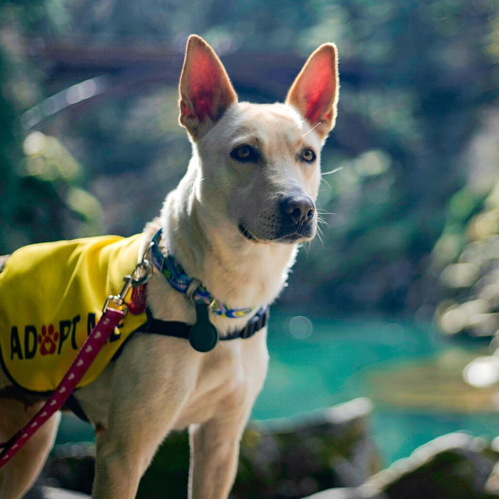 Enlarge Nix, a Adoptable Shepherd in Portland, OR image 1/6
