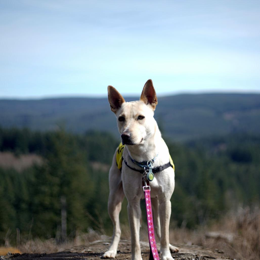 Enlarge Nix, a Adoptable Shepherd in Portland, OR image 2/6