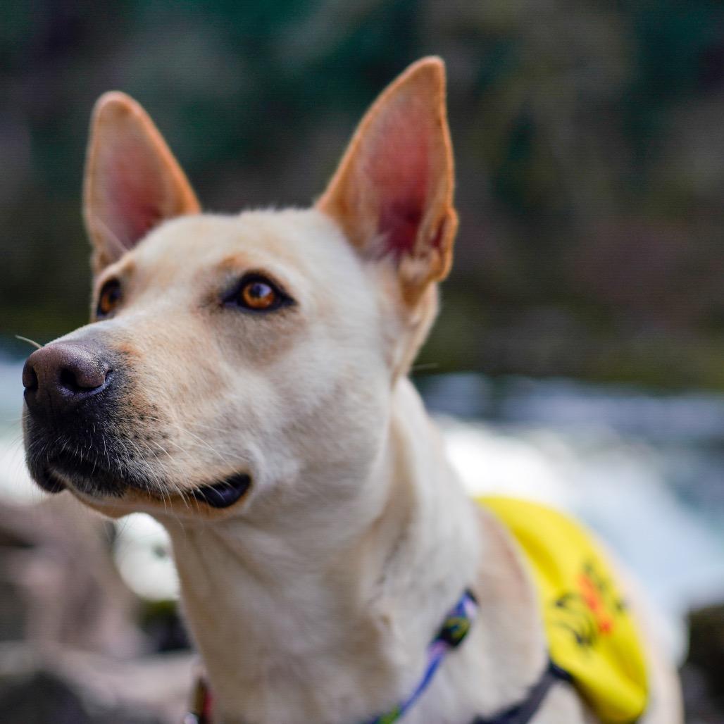 Enlarge Nix, a Adoptable Shepherd in Portland, OR image 3/6