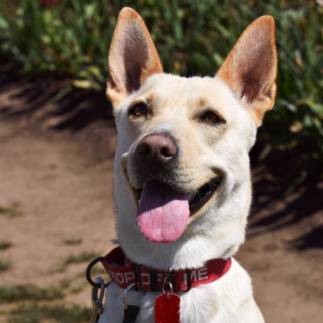 Enlarge Nix, a Adoptable Shepherd in Portland, OR image 4/6