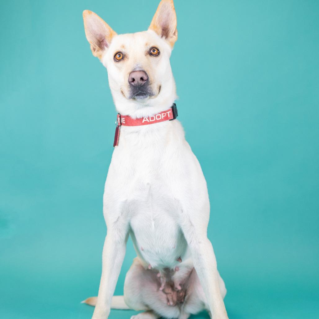 Enlarge Nix, a Adoptable Shepherd in Portland, OR image 5/6