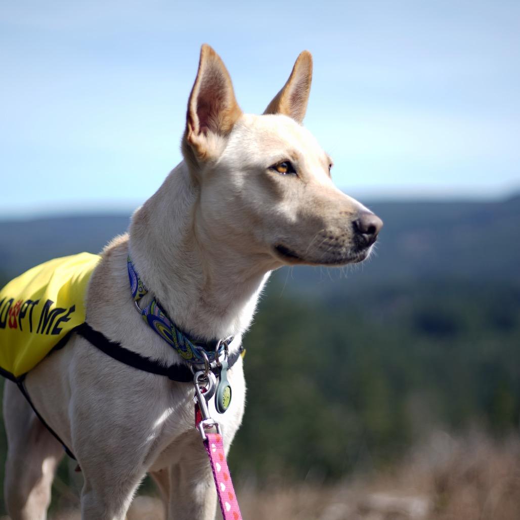 Enlarge Nix, a Adoptable Shepherd in Portland, OR image 6/6