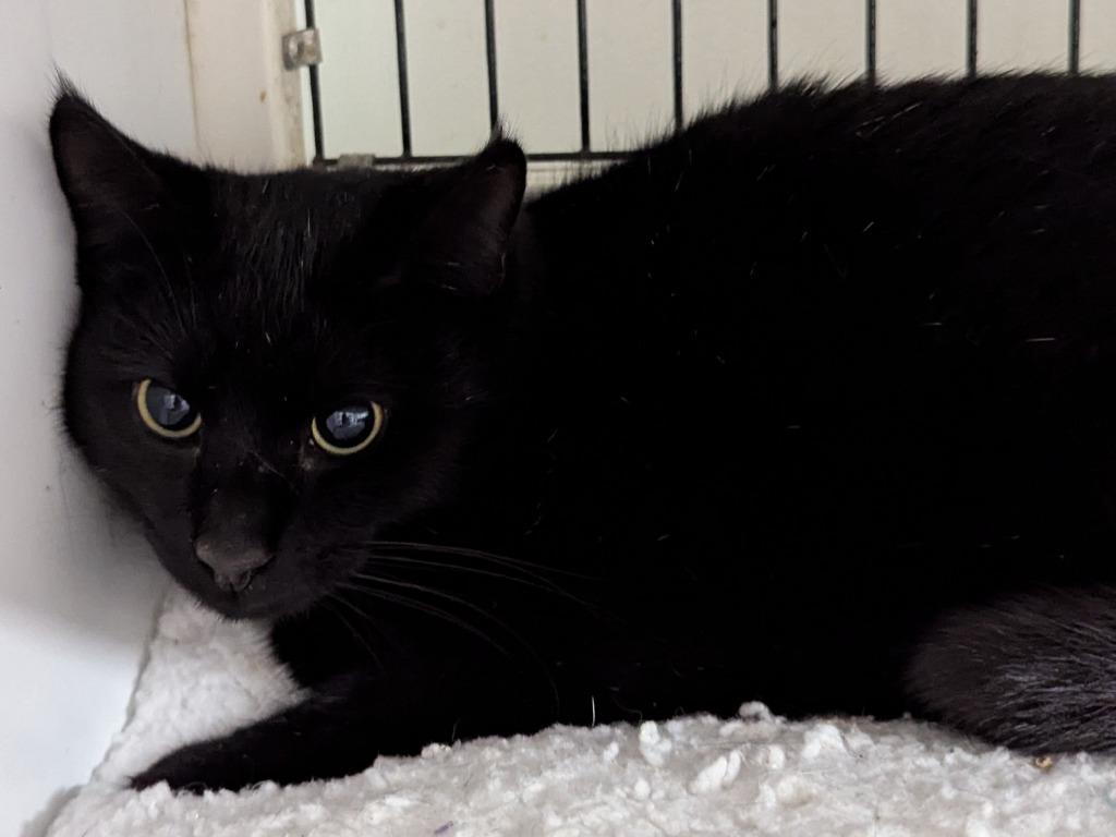 Enlarge Baby, a Adoptable mixed breed in St. Augustine, FL image 1/1