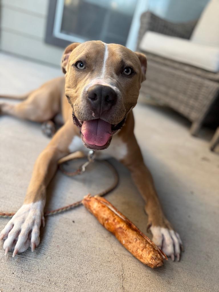 Kronk, Adoptable, Adult Male Pit Bull Terrier.