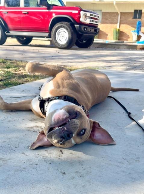 Kronk, a Adoptable Pit Bull Terrier in Austin, TX image 2/6