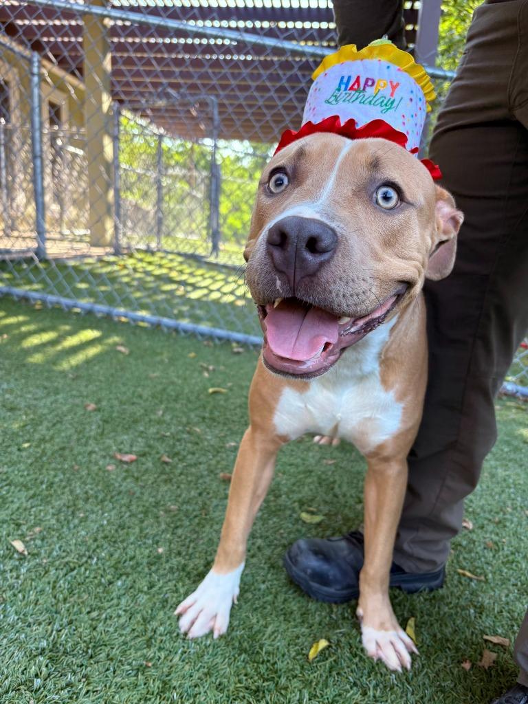 Kronk, a Adoptable Pit Bull Terrier in Austin, TX image 3/6