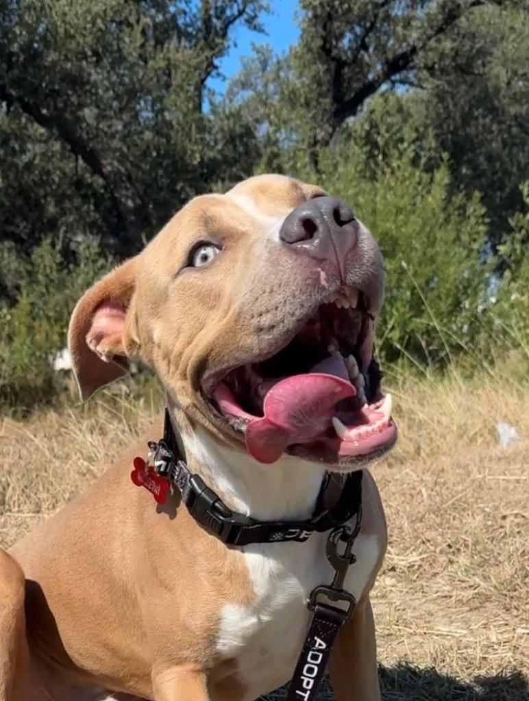 Kronk, a Adoptable Pit Bull Terrier in Austin, TX image 5/6