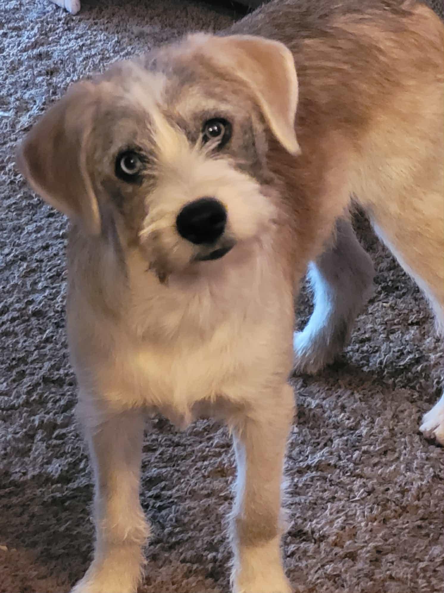 Tilly, adopted, Puppy Female Terrier.