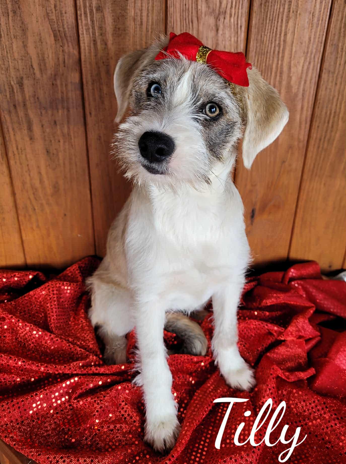 Enlarge Tilly, an adopted mixed breed in Decorah, IA image 2/6