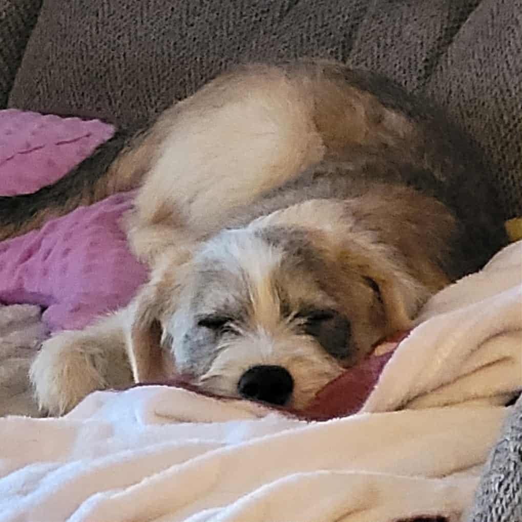 Enlarge Tilly, an adopted mixed breed in Decorah, IA image 3/6