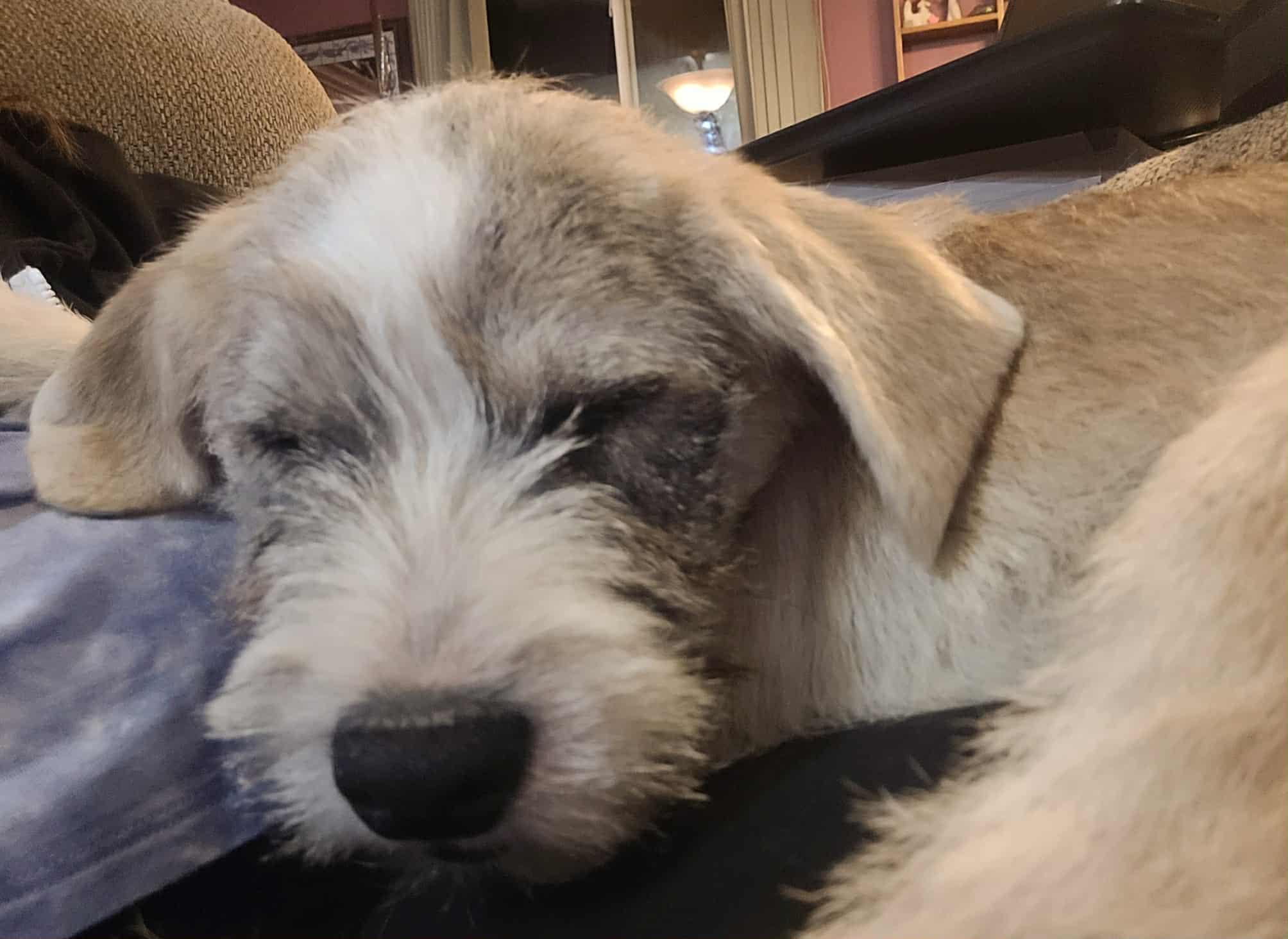 Enlarge Tilly, an adopted mixed breed in Decorah, IA image 4/6