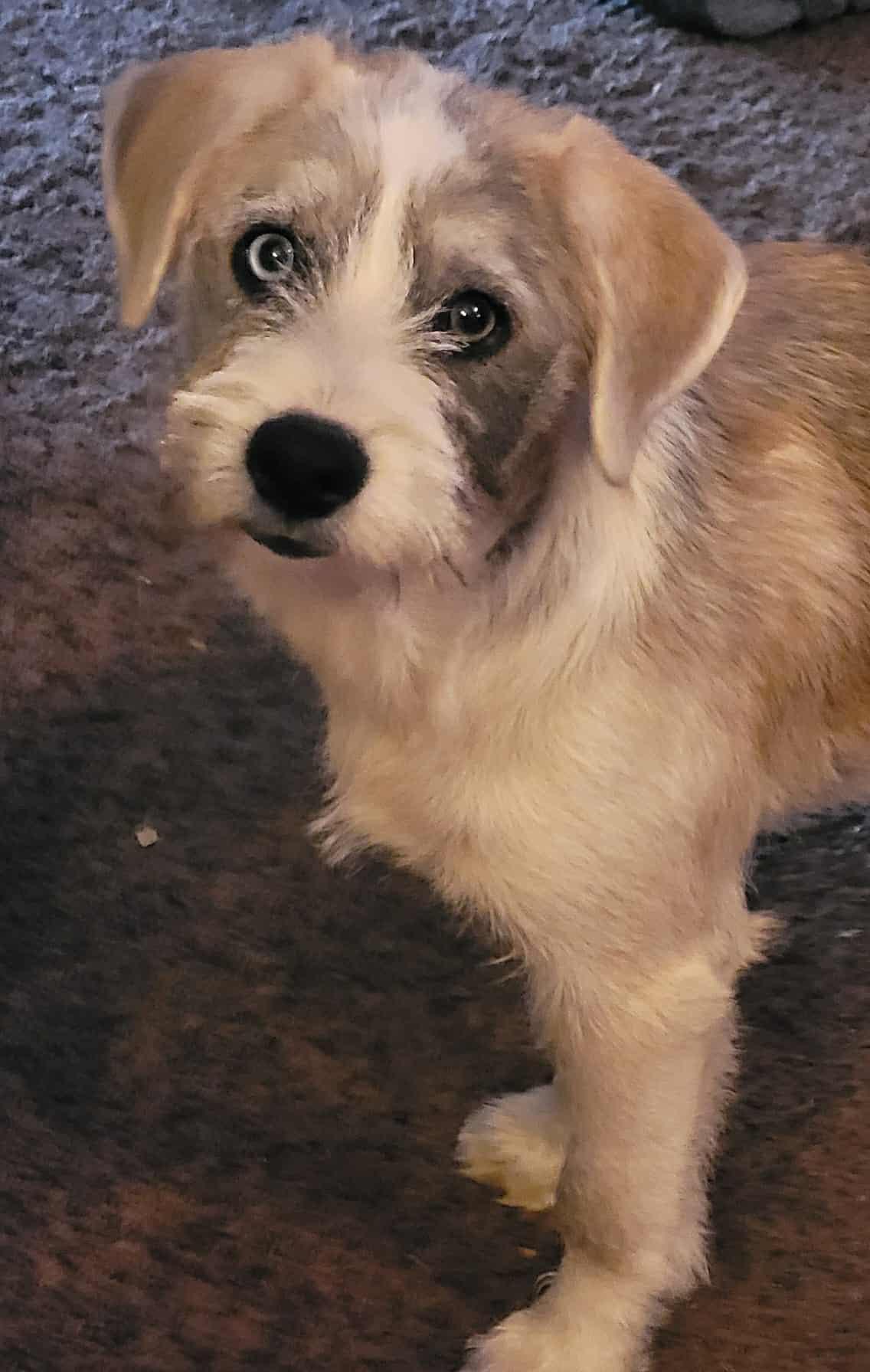 Enlarge Tilly, an adopted mixed breed in Decorah, IA image 5/6