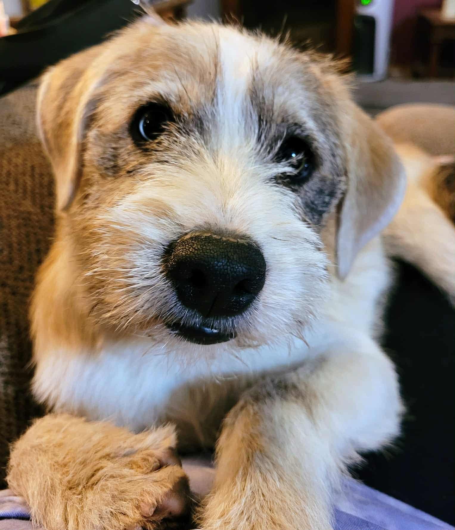 Enlarge Tilly, an adopted mixed breed in Decorah, IA image 6/6