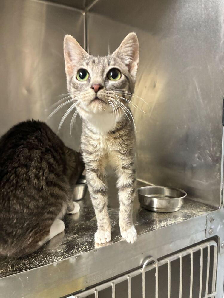 Lysol, Adoptable, Kitten Female Domestic Short Hair.