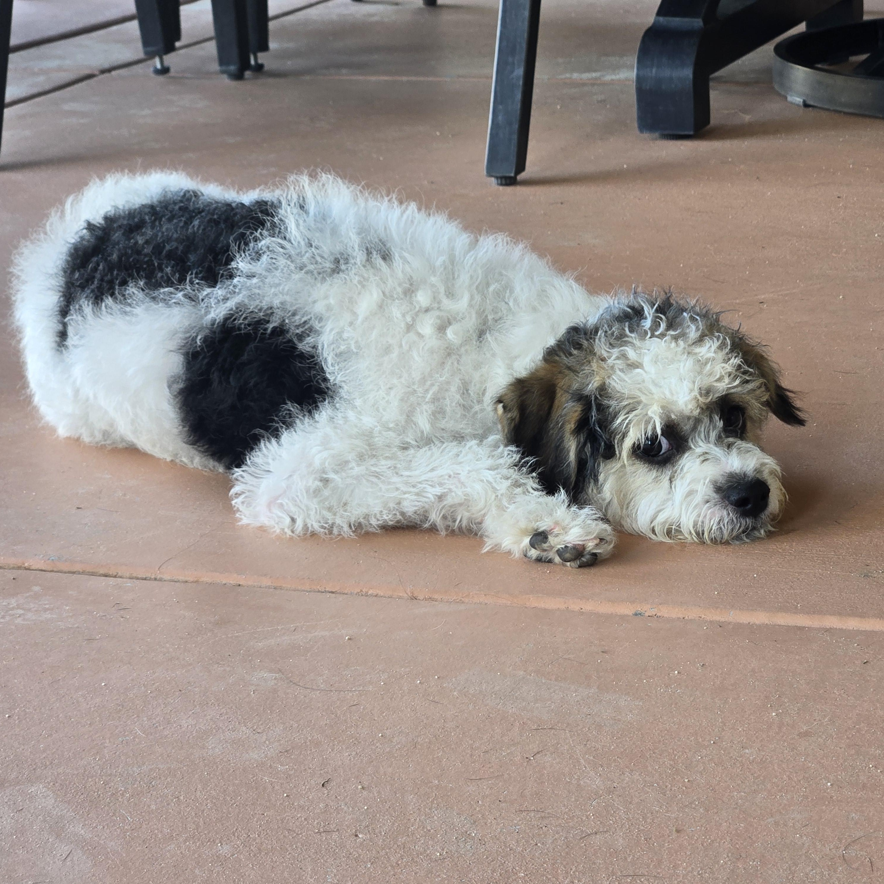 Enlarge Lucy , a Adoptable mixed breed in Laguna Niguel, CA image 5/6