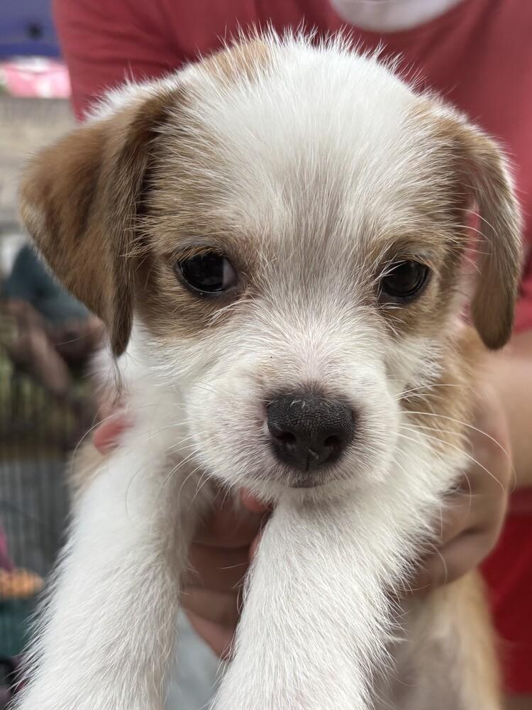 Enlarge Zack, a Adoptable mixed breed in New Braunfels, TX image 1/1