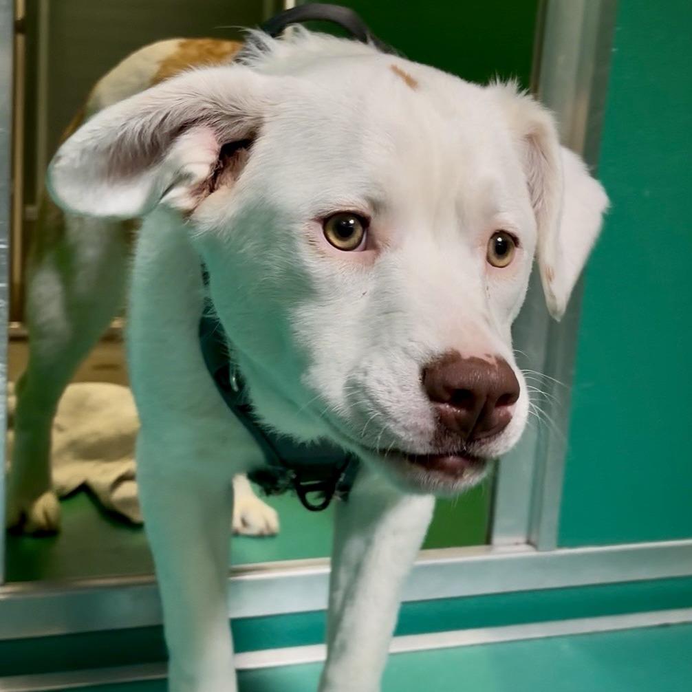 Lacey, Adoptable, Young Female Mixed Breed.